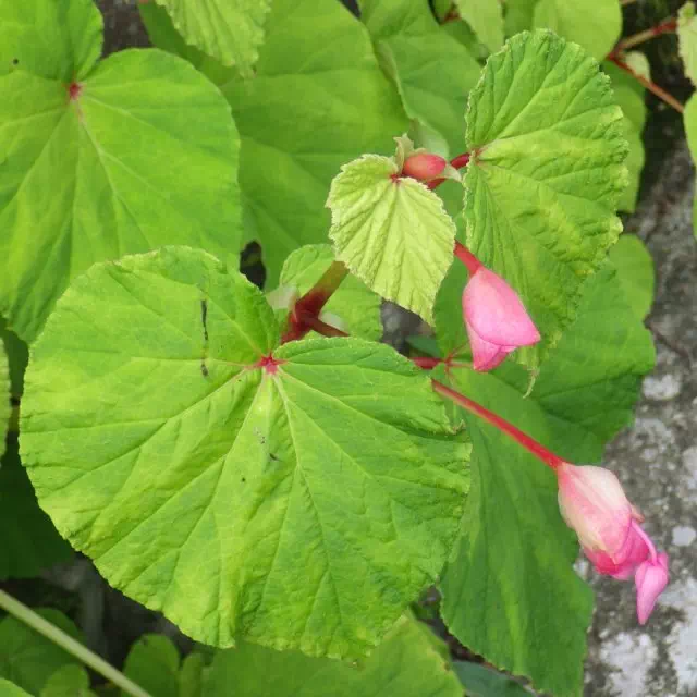 シュウカイドウ