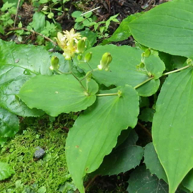 タマガワホトトギス