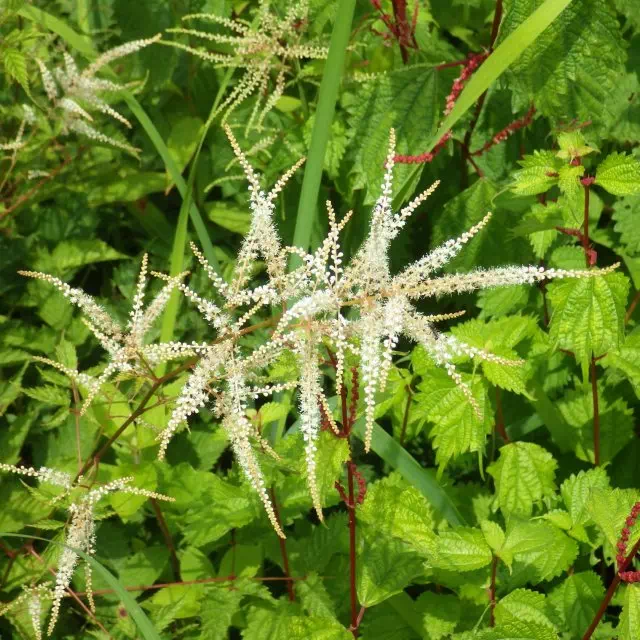 トリアシショウマ