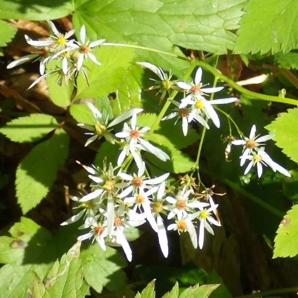 ダイモンジソウ