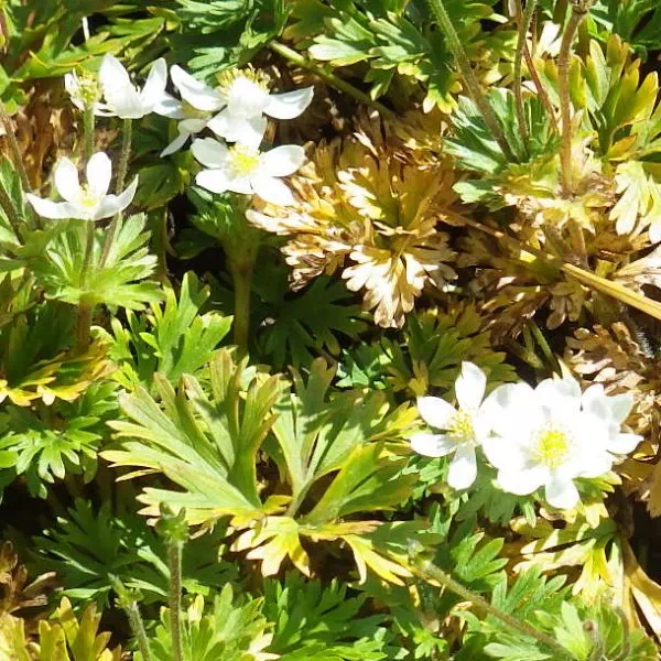 ハクサンイチゲ ハクサンイチゲ