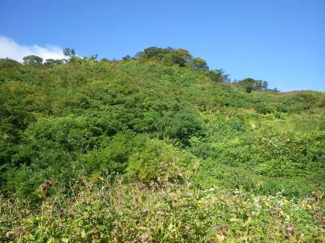 灌木の登り 灌木の登り