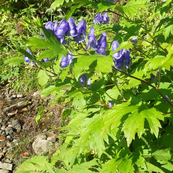 オクトリカブト