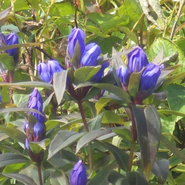 オヤマリンドウ オヤマリンドウ