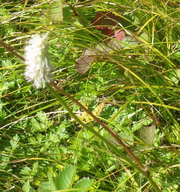 シロバナトウウチソウ シロバナトウウチソウ