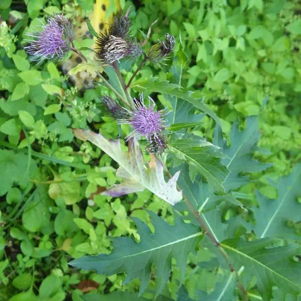 ウゴアザミ ウゴアザミ