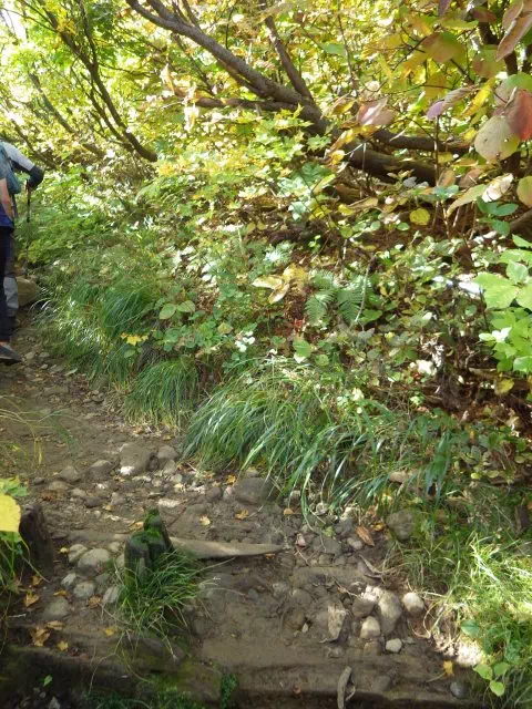 樹林の登り 樹林の登り