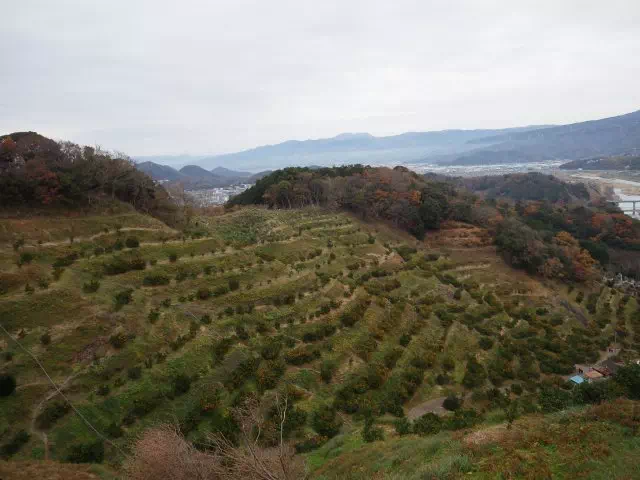 みかん園