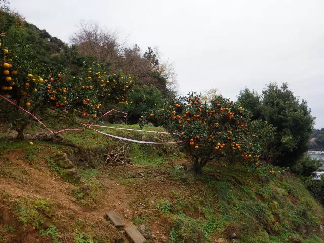 みかんの木