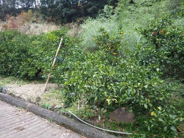 みかん畑沿い