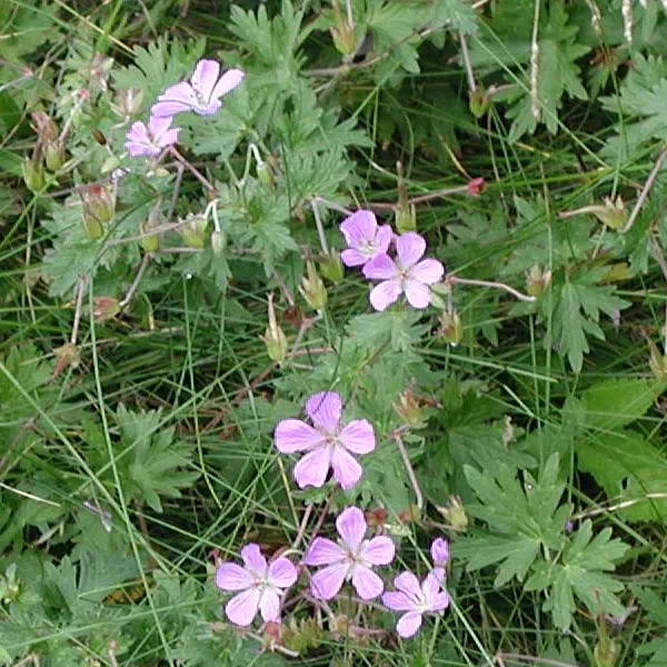 はくさんふうろ