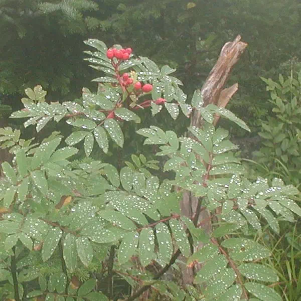 裏白ななかまど