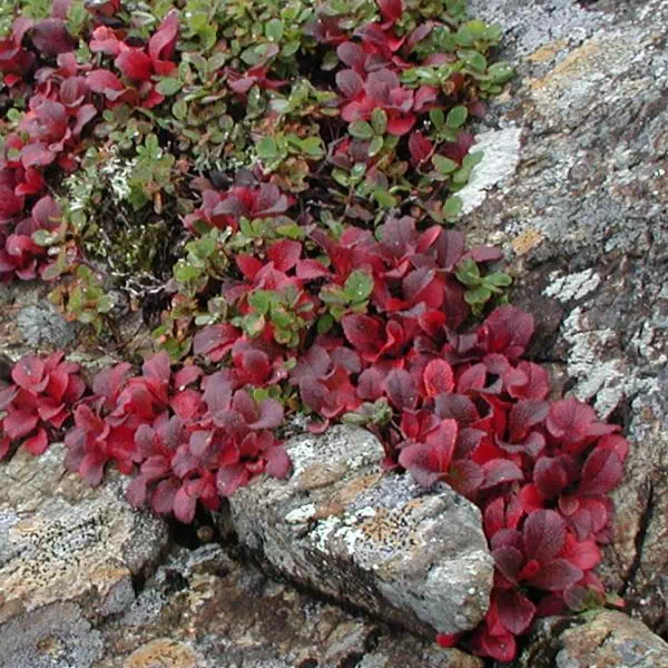 うらしまつつじ