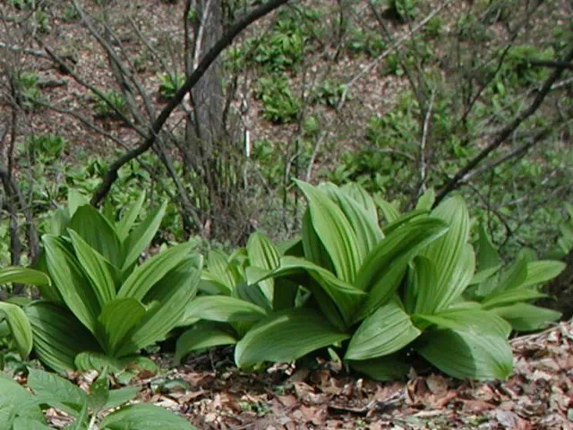 こばいけいそう