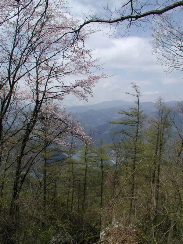 山桜と雲取山