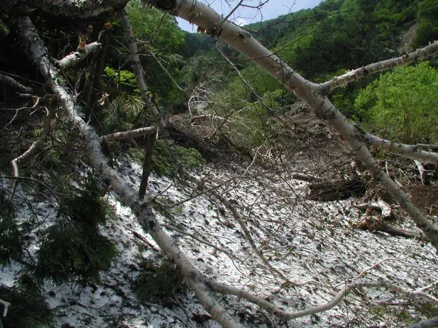 雪崩れ跡