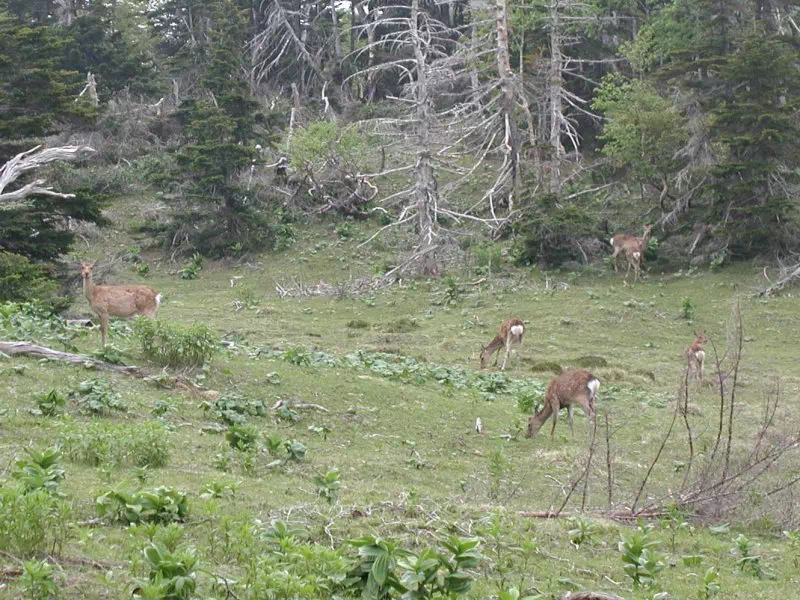 鹿の群れ