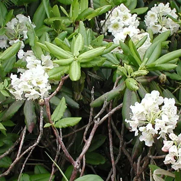 はくさんしゃくなげ