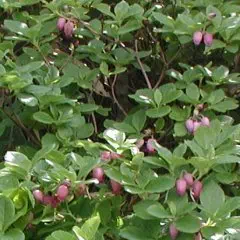 ウラジロヨウラク