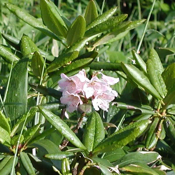 白山しゃくなげ