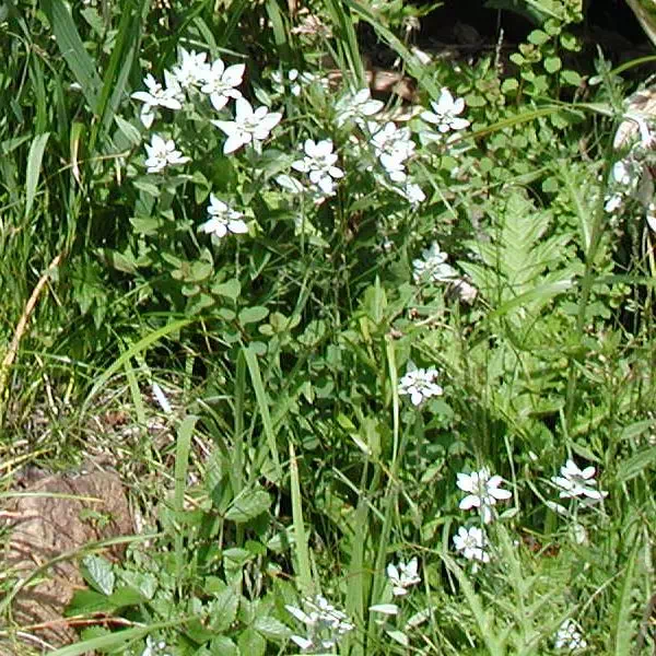 細葉ひなうすゆき草