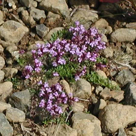 伊吹じゃこう草