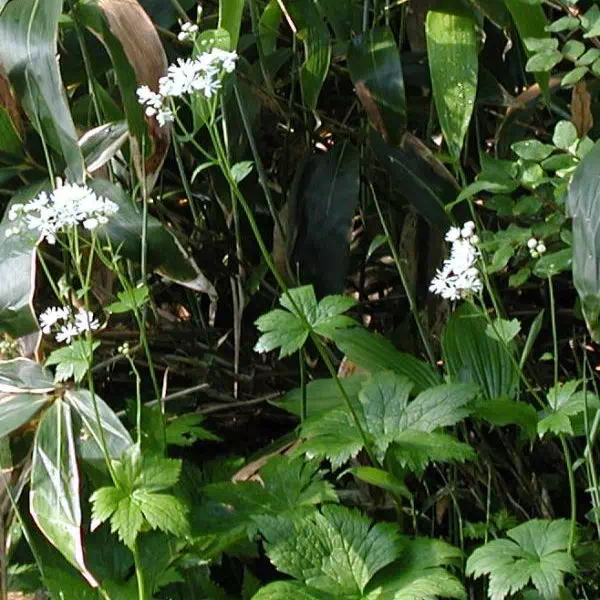 もみじからまつ