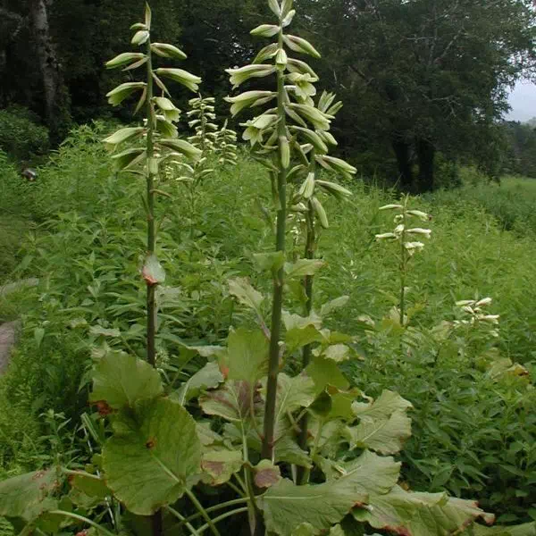 うばゆり うばゆり