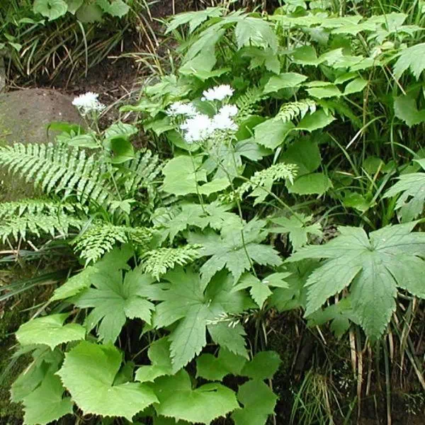 もみじからまつ