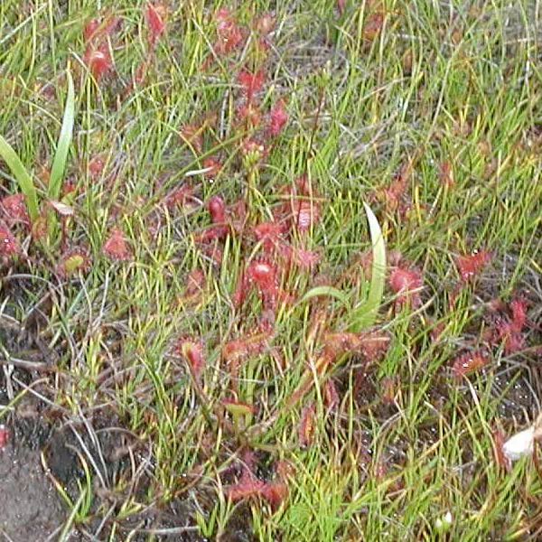 もうせんごけ もうせんごけ