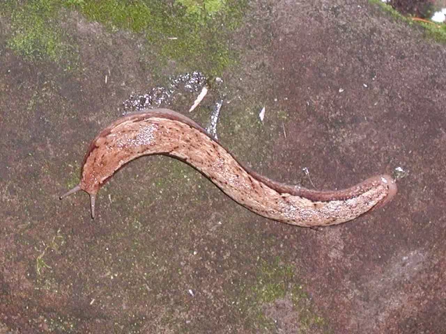 なめくじ なめくじ