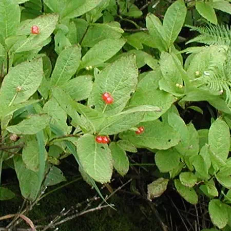 ひょうたんぼく ひょうたんぼく