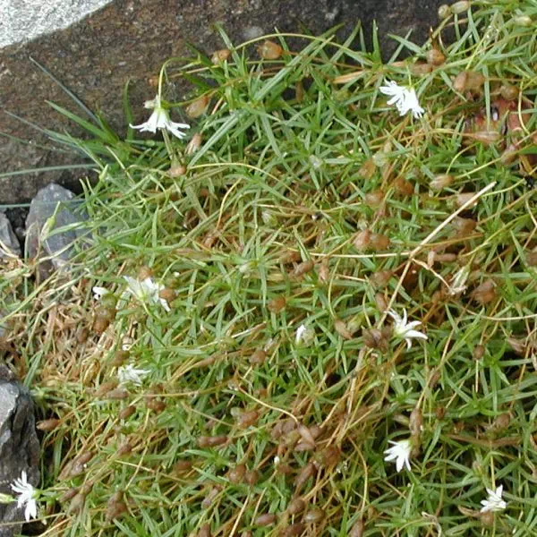 いわつめくさ いわつめくさ