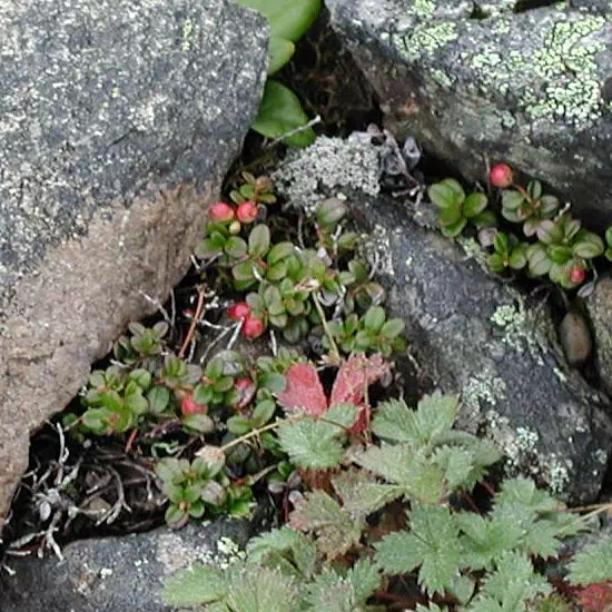 こけもも こけもも