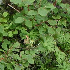 くろうすご くろうすご