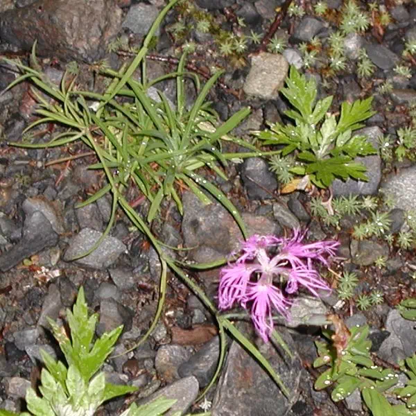 たかねなでしこ