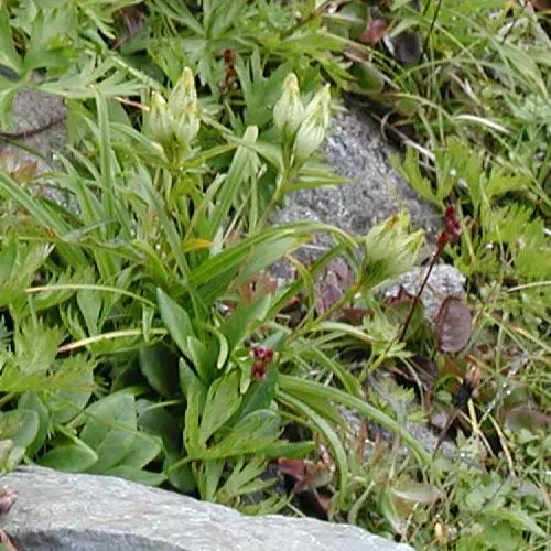 とうやくりんどう とうやくりんどう