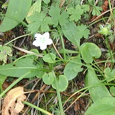 うめばちそう うめばちそう