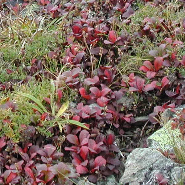 うらしまつつじ うらしまつつじ