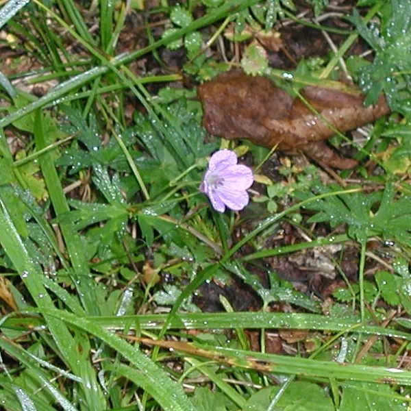 はくさんふうろ はくさんふうろ