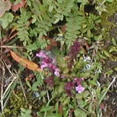 いぶきじゃこうそう いぶきじゃこうそう