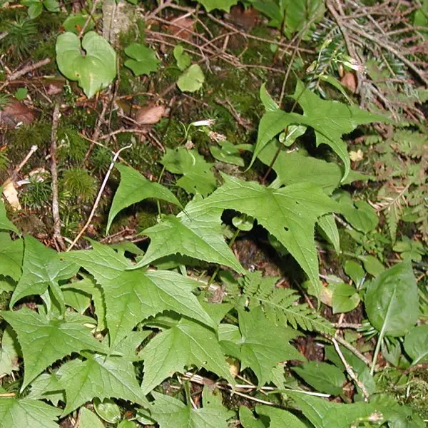 こうもり草 こうもり草