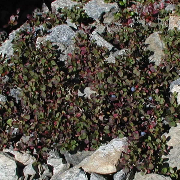 くろまめの木 くろまめの木