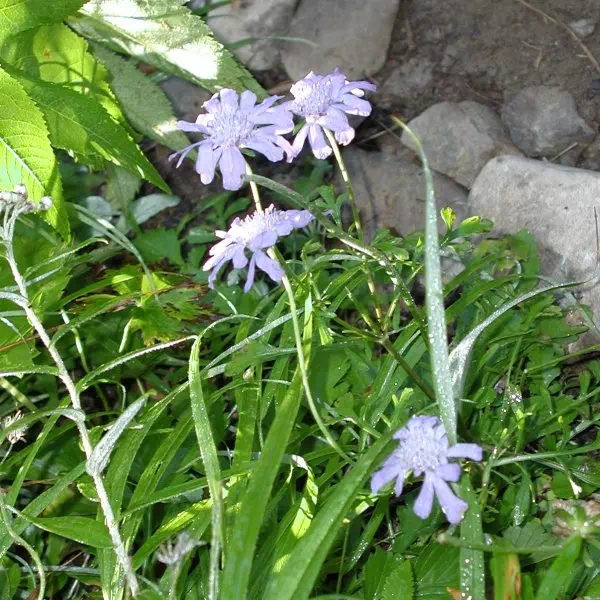 まつむしそう まつむしそう