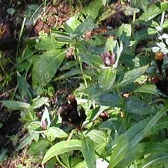 おやまりんどう おやまりんどう