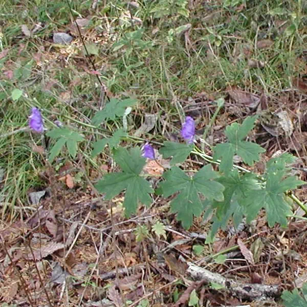 ヤマトリカブト