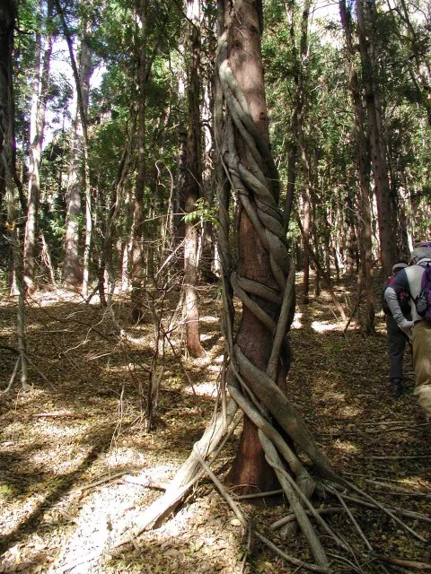 蔓のからんだ杉