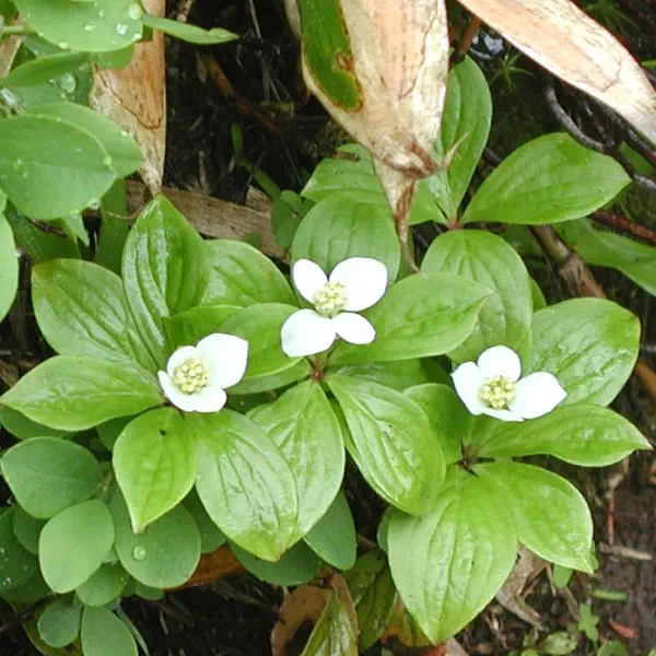 ごぜんたちばな