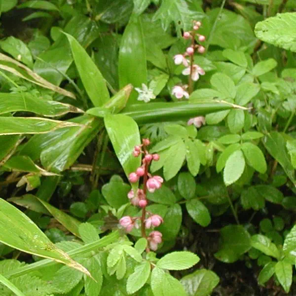 紅花いちやくそう