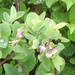 くろまめ くろまめ